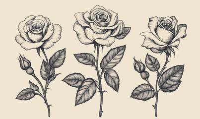 Fototapeta premium Vintage Victorian Rose Flower Engraving Tattoo Vector Illustration in Minimalist Style