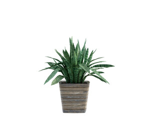 green plant in a pot