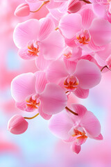 Pink orchids bloom close-up, soft background