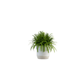 green cactus in a pot