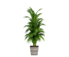 palm tree in a pot