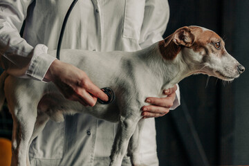 Veterinarian using a stethoscope to examine a Jack Russell Terrier indoors