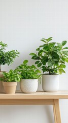Fototapeta premium Indoor Oasis: Three potted plants stand on a wooden table, showcasing a minimalist, inviting display of indoor plants, perfect for a serene, home setting.