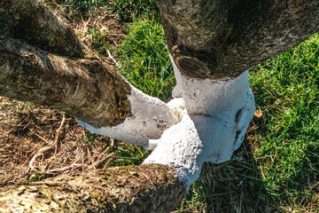 Tree whitewashing or limewashing is liming fruit trees with lime milk or white lime, a natural practice as a preventive measure against pests and diseases and disinfect trunks