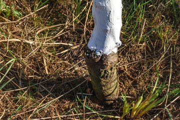 Fototapeta premium Tree whitewashing or limewashing is liming fruit trees with lime milk or white lime, a natural practice as a preventive measure against pests and diseases and disinfect trunks