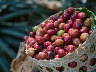 Harvesting raw coffee beans in woven bamboo baskets
