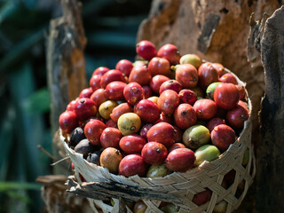 Harvesting raw coffee beans in woven bamboo baskets