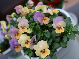 Fototapeta premium A delicate close-up showcases a harmonious blend of pastel-colored violas, creating a symphony of spring hues that evoke a sense of peace and tranquility.