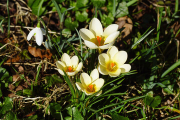 Closeup yellow flowers of crocuses family Iridaceae and a snowdrop (Galanthus nivalis).  Dutch garden. Between faded, withered leaves. March	
