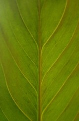 Leaf Texture Illuminated by the Sun