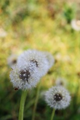 Dandelions in Garden with Sun