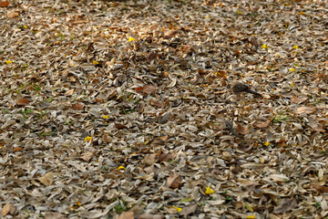 Couple of birds walking around on field covered by dried leaves in park