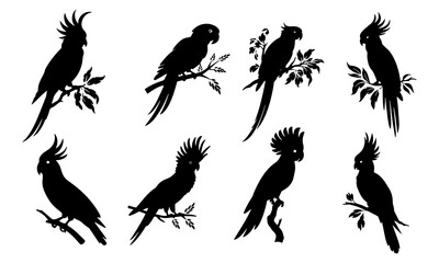 Obraz premium parrot silhouette, on white background, isolated, vector
