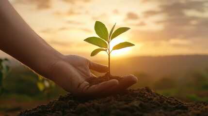 A hand planting a young sapling at sunset in a natural setting.
