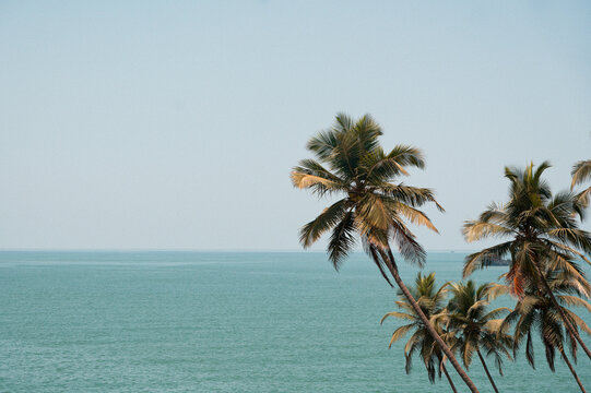 Maldives palm trees looking over the sea and clear blue sky