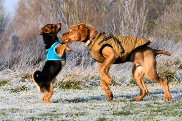 cute dogs playing in the park