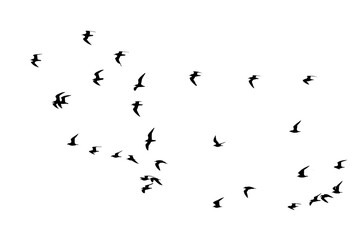 png herd of birds fly on clear backgroung