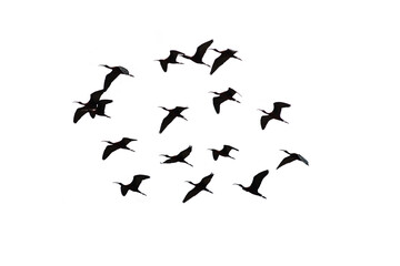 png herd of birds fly on clear backgroung