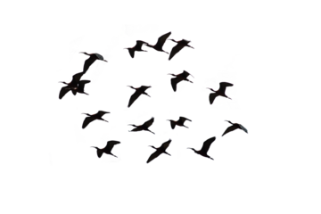 png herd of birds fly on clear backgroung