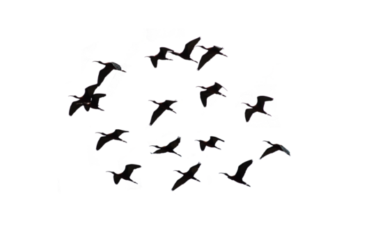 png herd of birds fly on clear backgroung - Powered by Adobe