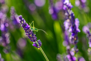 Green cricket on a sprig of lavender, Valensole, Provence, France
