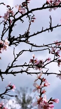 Sakura backgrounds outdoors blossom, sweet almond tree blossom, flowers, cheery tree. Firest signs of sping.