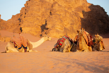 Few camels dromedary in the desert