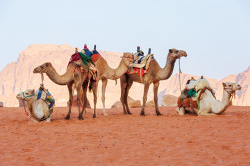 Camels in the desert Wadi Rum, Jordan
