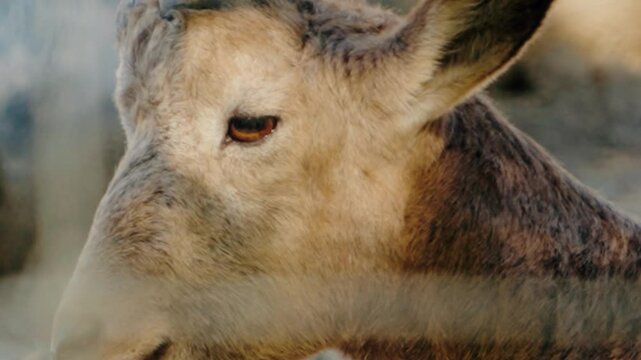 Close-up of a Milu deer's face as it looks around. Its breath is visible in the cool air. The deer appears calm and curious, observing its surroundings with gentle eyes.