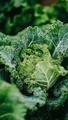 Close Up, Vibrant Green Kale Leaves Growing in Garden, Fresh Organic Produce, Healthy Food Choices