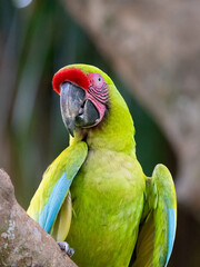 Grüner Soldatenara Portrait / Green Macauw Portrait