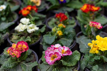 Close-Up of Primrose Flowers in a garden