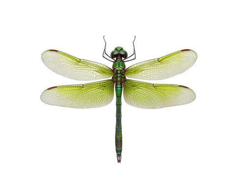 green dragonfly