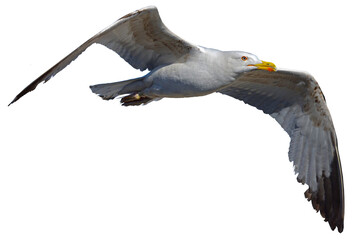 png of birds fly on clear backgroung
