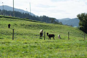Rolling hills cradle tranquil alpacas grazing under a soft blue sky, with distant mountains...