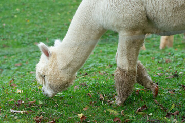 Obraz premium Curious alpaca exploring a lush green pasture surrounded by fallen leaves on a tranquil afternoon in an idyllic rural setting