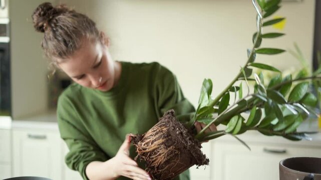 A young girl transplants a diseased zamioculcas zamiifolia