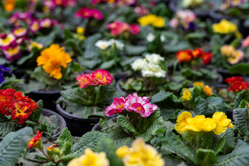 Obraz premium Different Colors of Primrose Flowers in a Serene Garden. Selective focus.