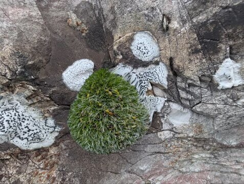 Muschi e licheni sulle rocce in montagna