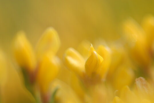 ginestra fiori