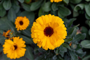 Bright Yellow Calendula Flower in Bloom