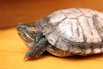 People care for and play with a pet red-eared turtle.