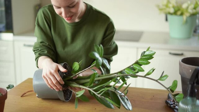 A young girl transplants a diseased zamioculcas zamiifolia