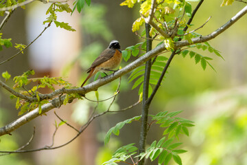 A small bird with a black and orange plumage sits gracefully on a branch amidst lush green leaves, enjoying a peaceful moment in its natural habitat