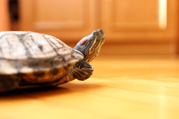 People care for and play with a pet red-eared turtle.