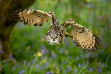 Eurasian Eagle Owl (Bubo bubo)