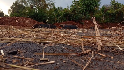 Obraz premium art on the ground 