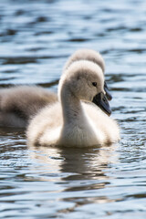 Mute swan cygnets, Cygnus olor, swimming on a lake in Southampton Common, Hampshire, UK.