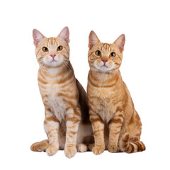 2 Purebred European Shorthair cats, sitting beside each other facing front. Looking curious towards camera. Isolated cutout on a transparent background.