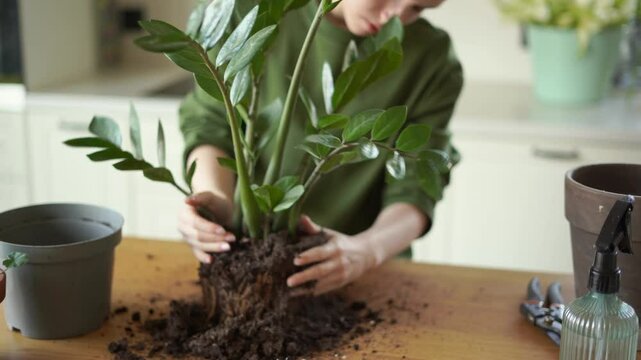 A young girl transplants a diseased zamioculcas zamiifolia